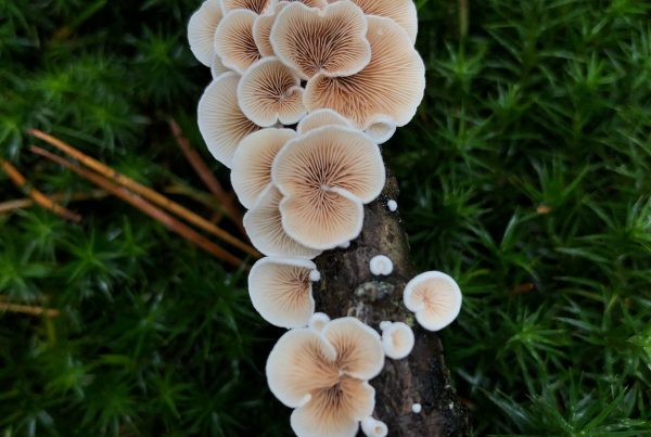 mushrooms in nature - picture used in article about the edible mushrooms health benefits