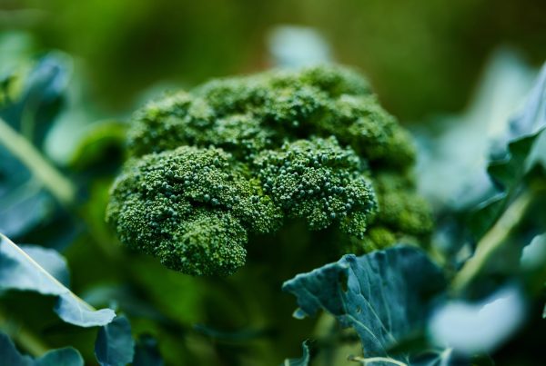 broccoli - picture used in article about the top 6 winter vegetables to boost health