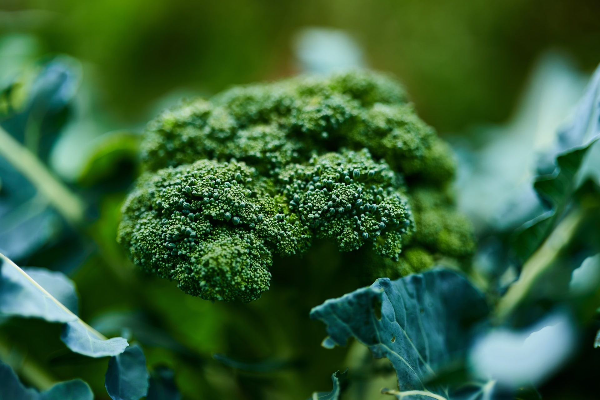 Top 6 Winter Vegetables to Boost Your Health