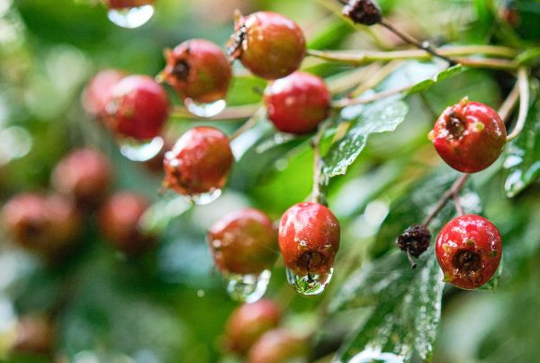 Rose hips — potential natural remedy for arthritis