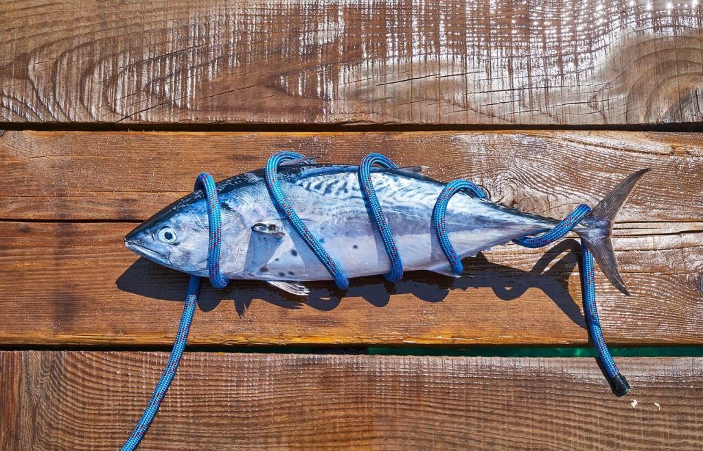 tuna fish wrapped with a blue rope - this picture is used in article about rancicidy in fish oil
