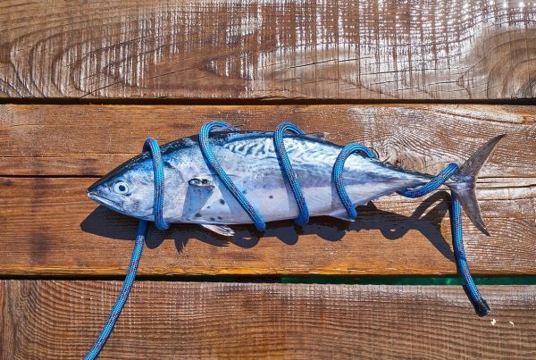 tuna fish wrapped with a blue rope - this picture is used in article about rancicidy in fish oil