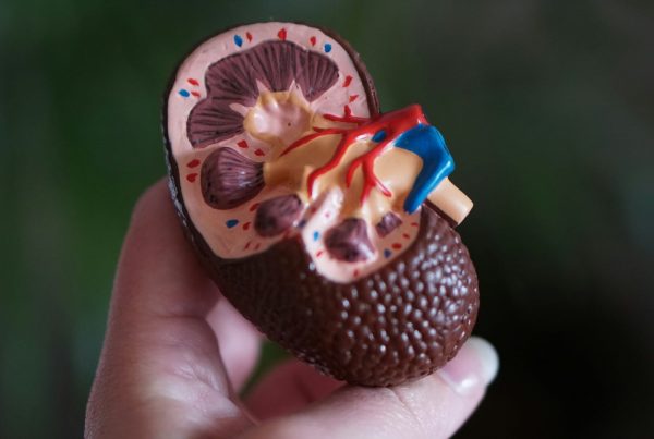 a female hand holding a figure that represents a kidney - this picture is used in an article for kidney health tips