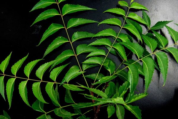 neem leaves on a black background