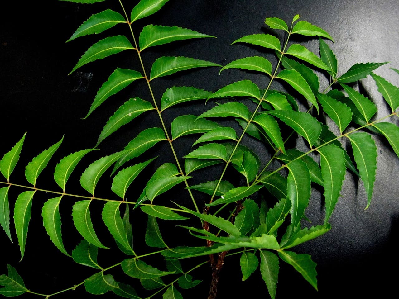 Neem (leaves): The Miraculous Herb and Its Benefits