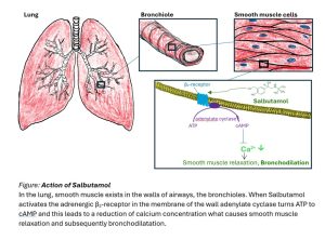 illustration of the action of salbutamol in lungs