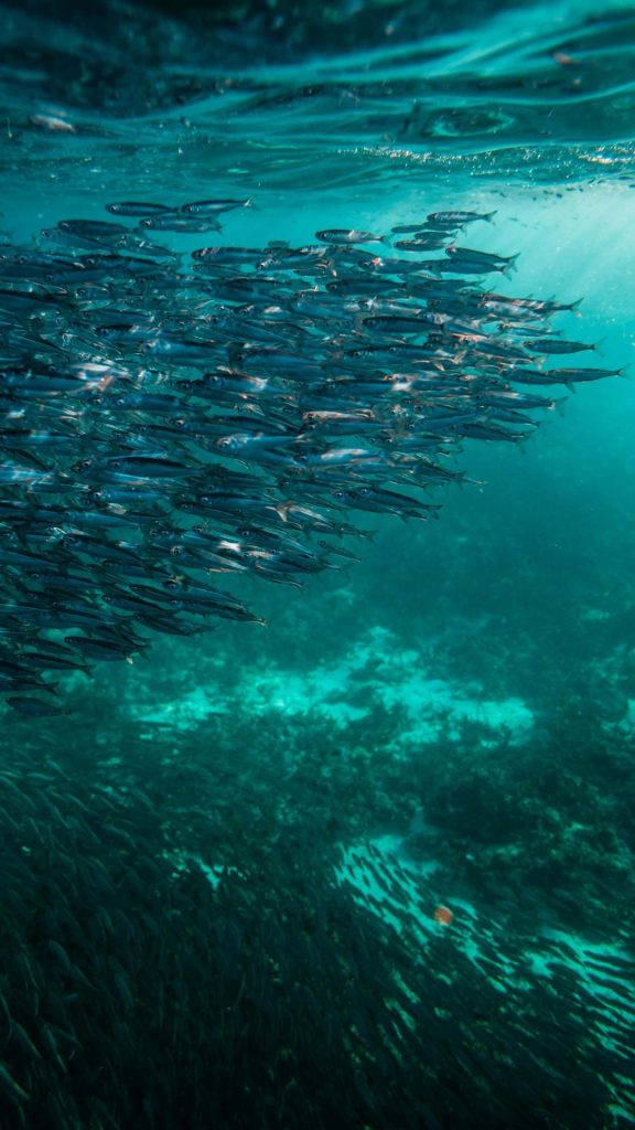 Omega-3 fatty acids