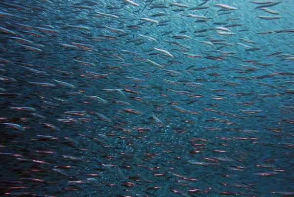 oxidation and Bioavailability of omega-3