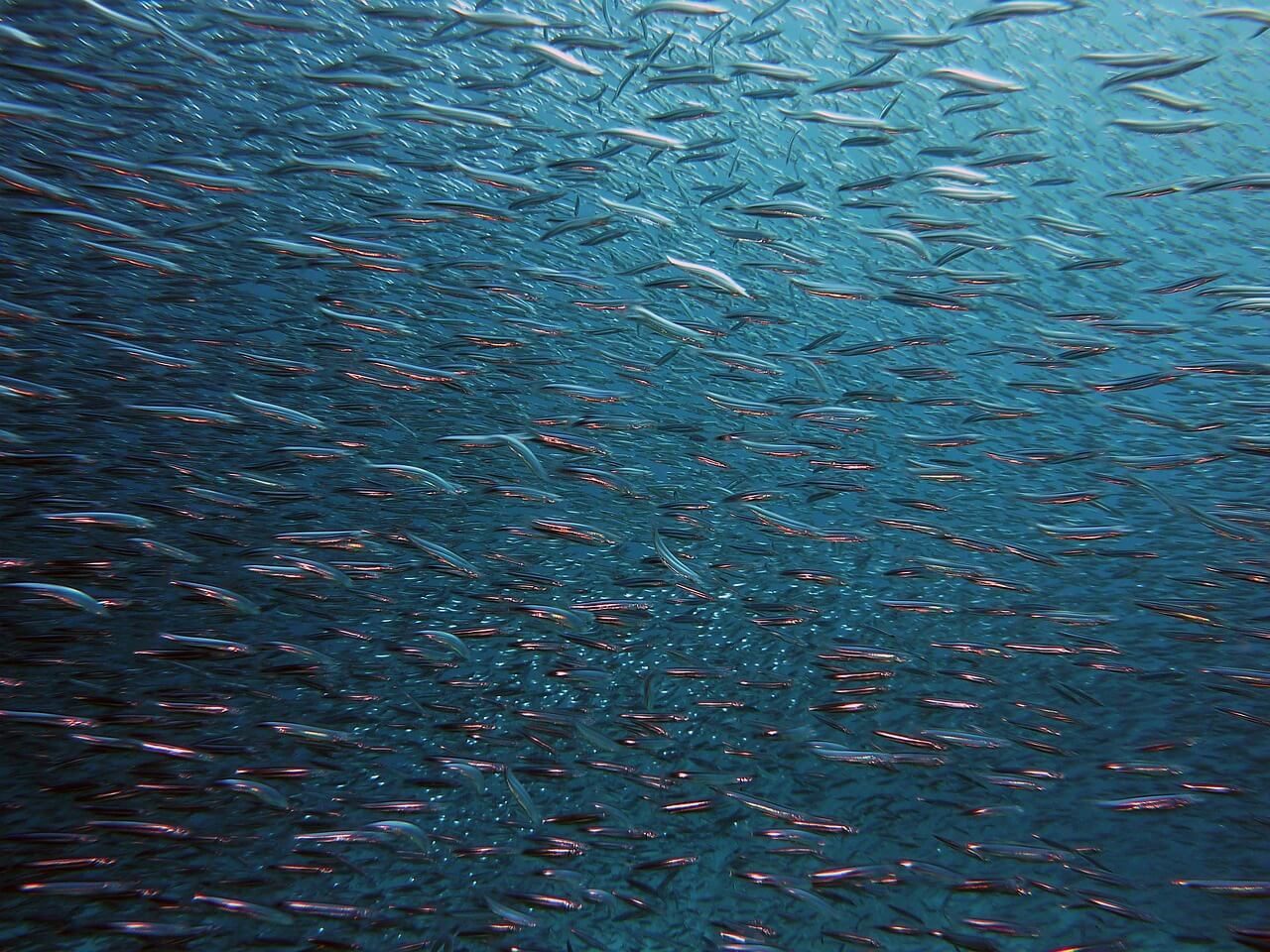 Finnish Analysis Uncovers Omega-3 Supplement Risks