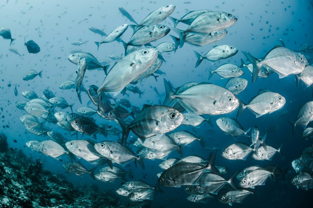 fish in sea picture in article on marine omega-3 oxidation and health effects by mvs pharma