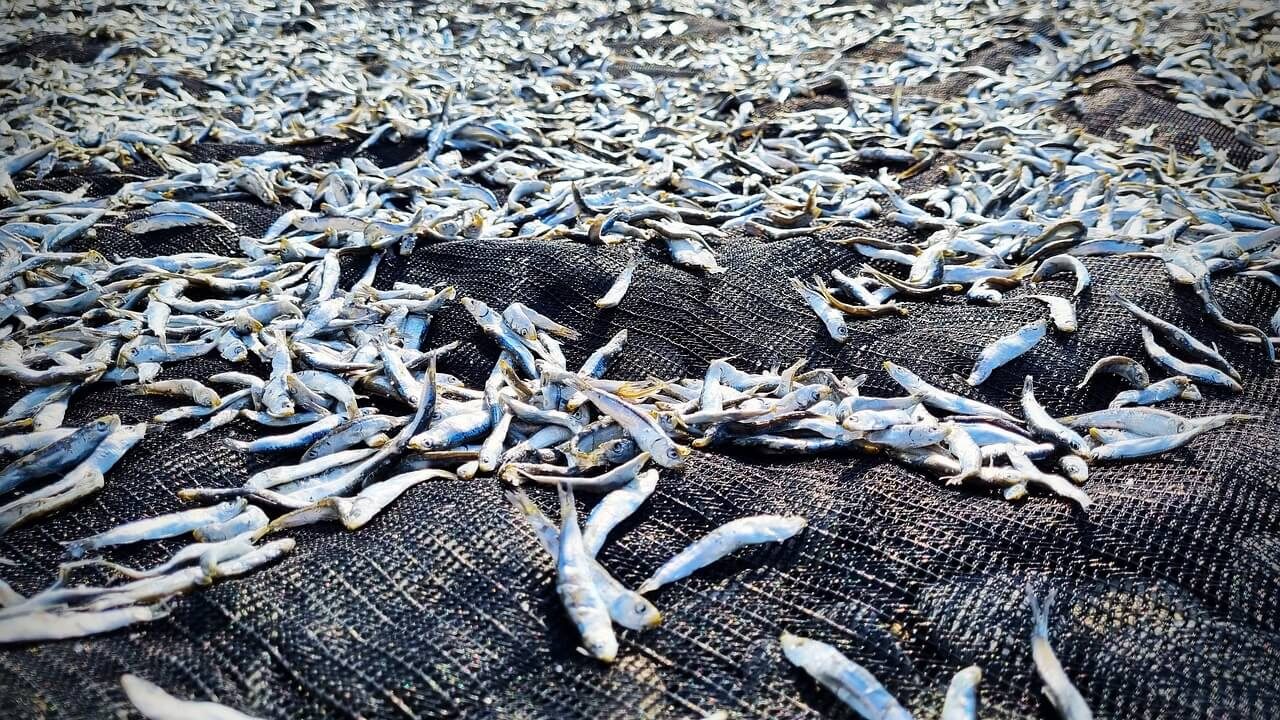 Supply Chain Pressures in Peru’s Anchovy Fishery and Fish Oil Market Overview