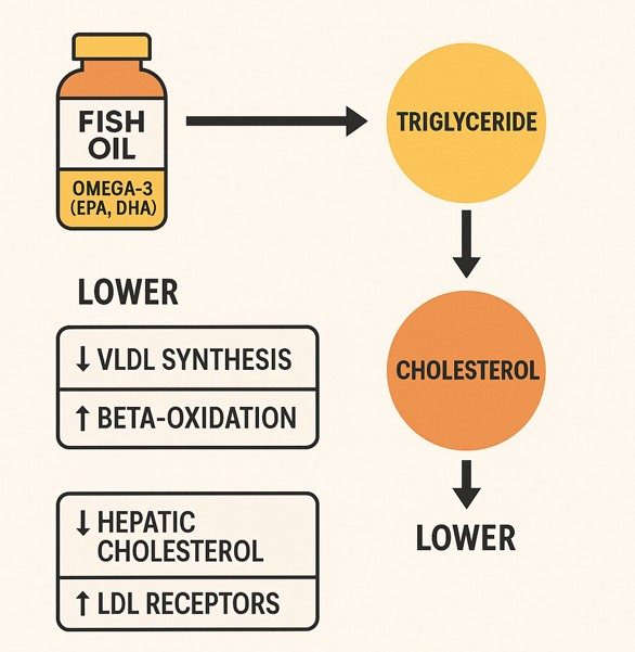 Mechanisms How Omega-3s Improve Lipid Metabolism - MVS Pharma GmbH