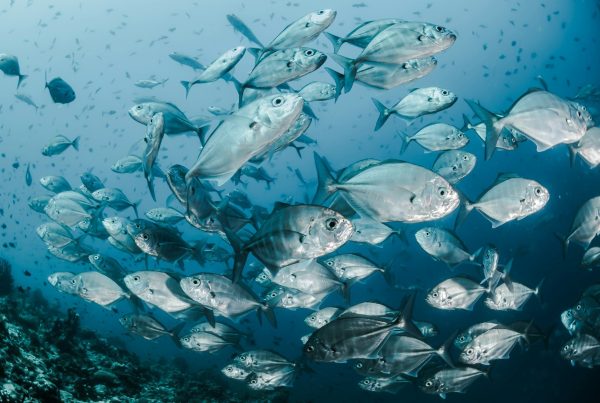 fish in sea picture - Global Omega-3 Deficiency in 2025